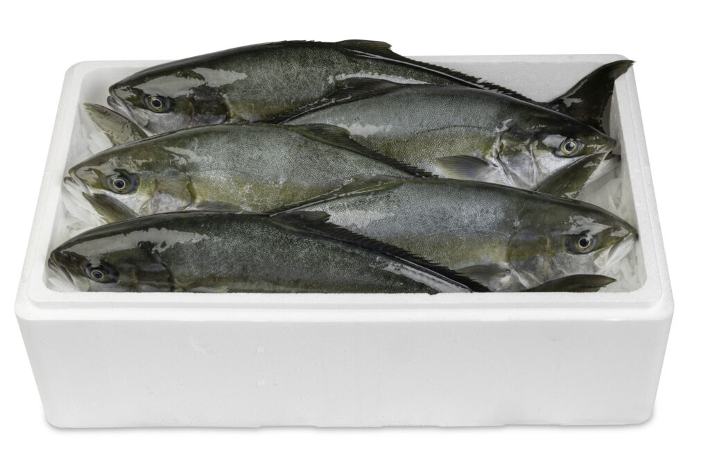 Productfoto van verse vis in een polystyreen doos. De foto is gemaakt tegen een witte achtergrond.
