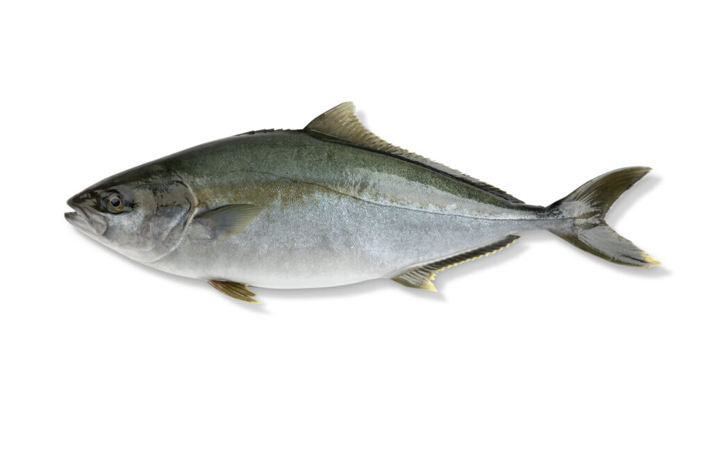 Productfoto van verse vis. De Dutch Yellow tail is een tropische vis, die wordt gekweekt in Nederland.