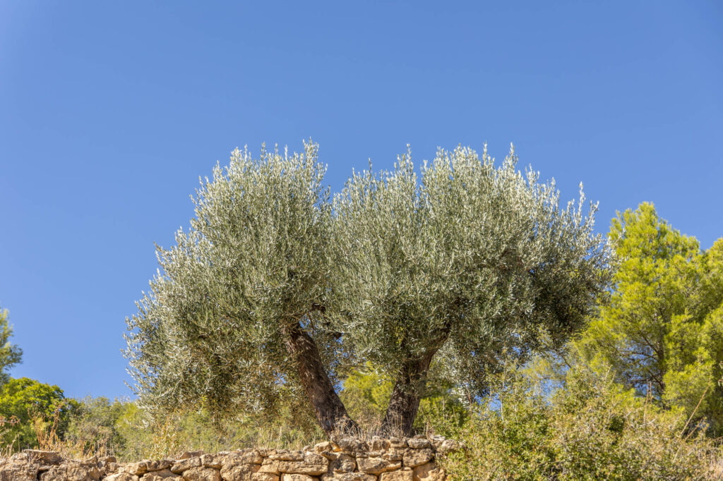 Bedrijfsfotografie in een olijfboomgaard.